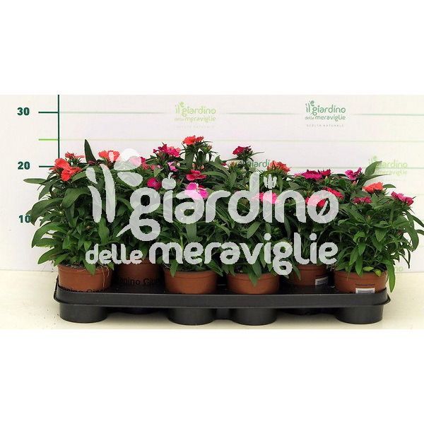 garofano cinese il giardino delle meraviglie