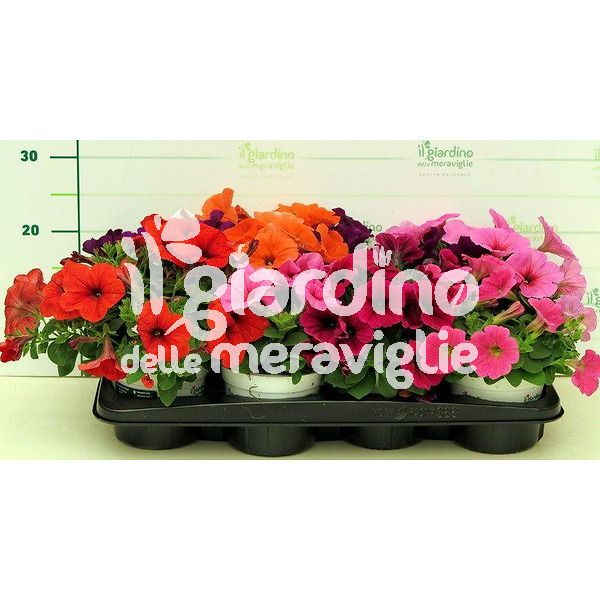 Potunia multiflora