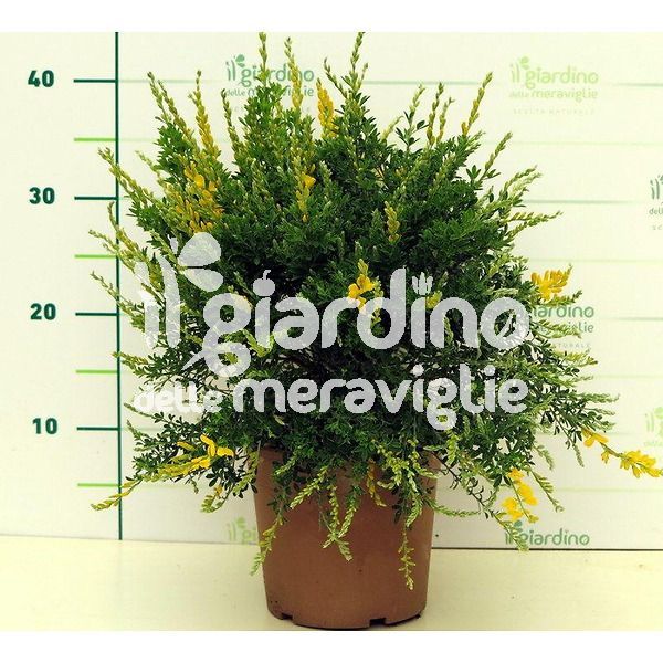Cytisus