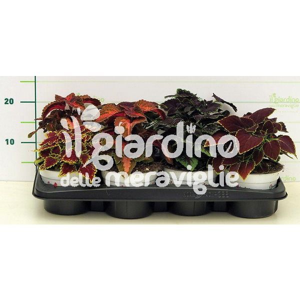 coleus il giardino delle meraviglie