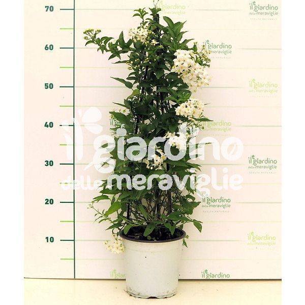Solanum jasminoides