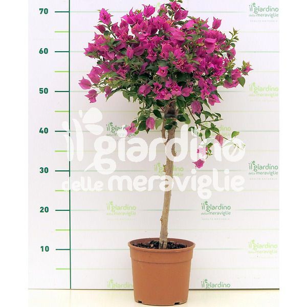 Bougainvillea alberello