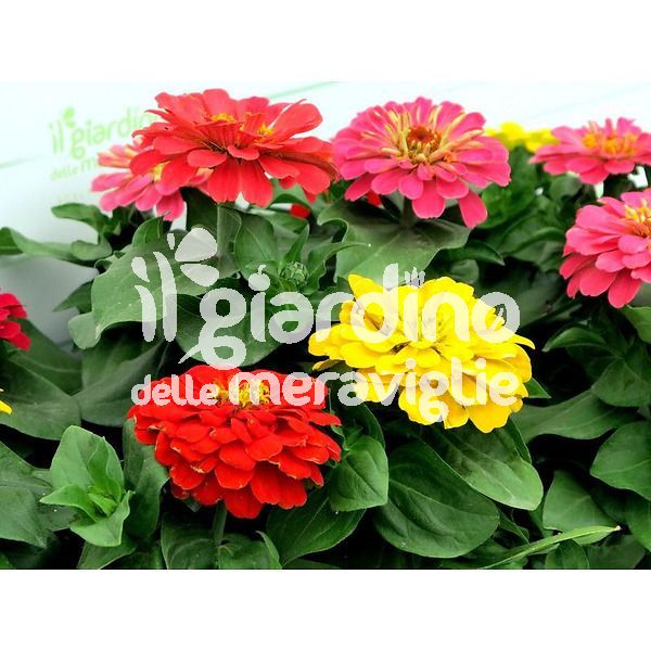 Zinnia