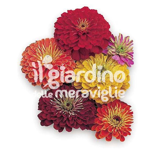 Zinnia