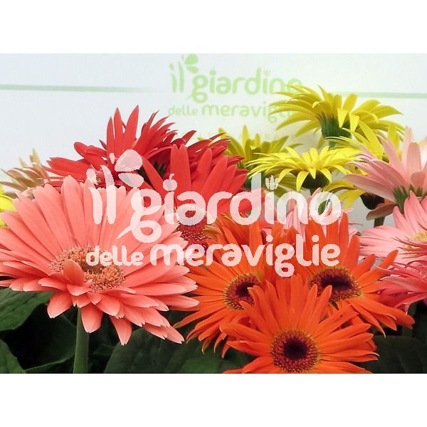 Gerbera