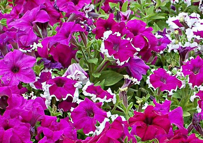 Piante Da Fiori Stagionali Per Vaso Fiorito