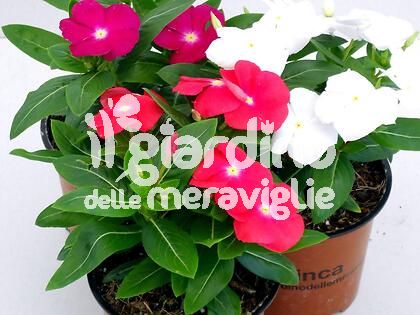 Vinca, Pervinca