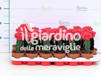 Piante grasse innestate rosse