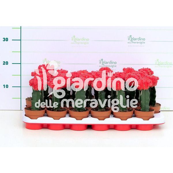 Piante grasse innestate rosse