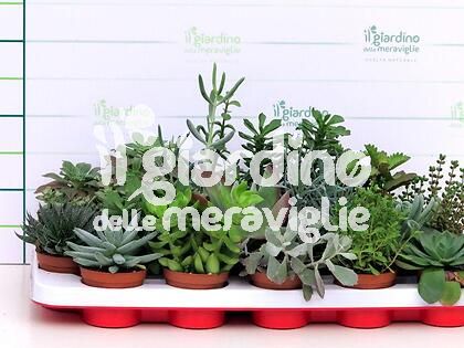 Piante grasse succulente