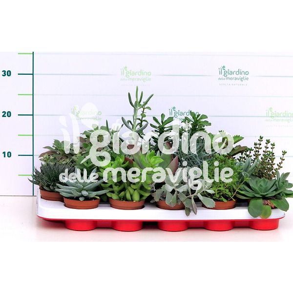 Piante grasse succulente