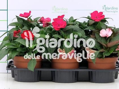 Impatiens Nuova Guinea