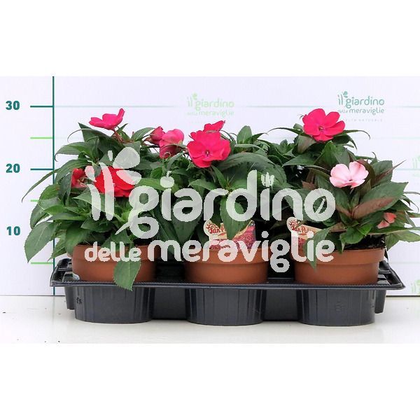 Impatiens Nuova Guinea