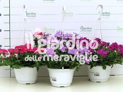 Verbena pendente