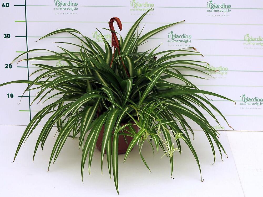 Chlorophytum Comosum O Pianta Ragno O Pianta Aereo O Edera Rampicante O