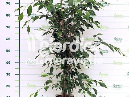 Ficus Benjamina