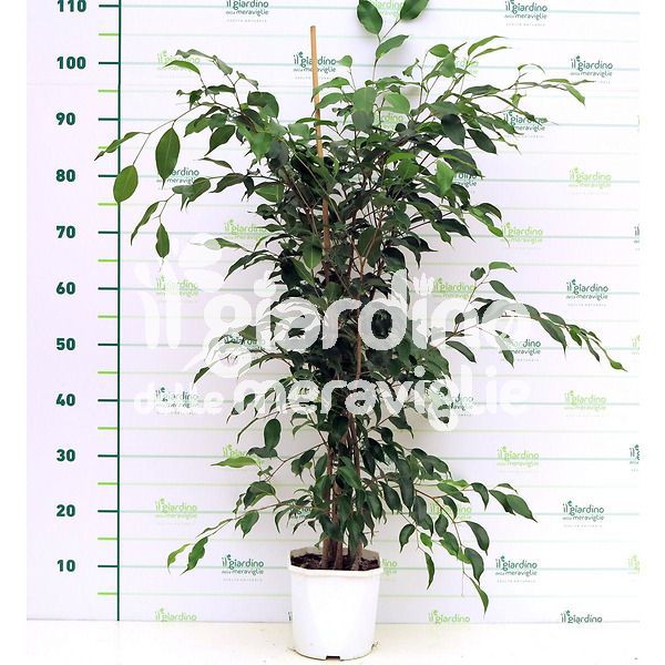 Ficus Benjamina