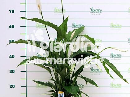 Spathiphyllum, Spatifilium