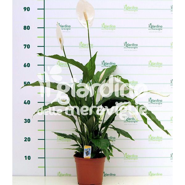 Spathiphyllum, Spatifilium