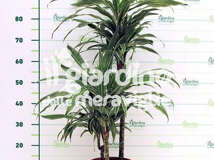 Dracaena Deremensis (Tronchetto della felicità)