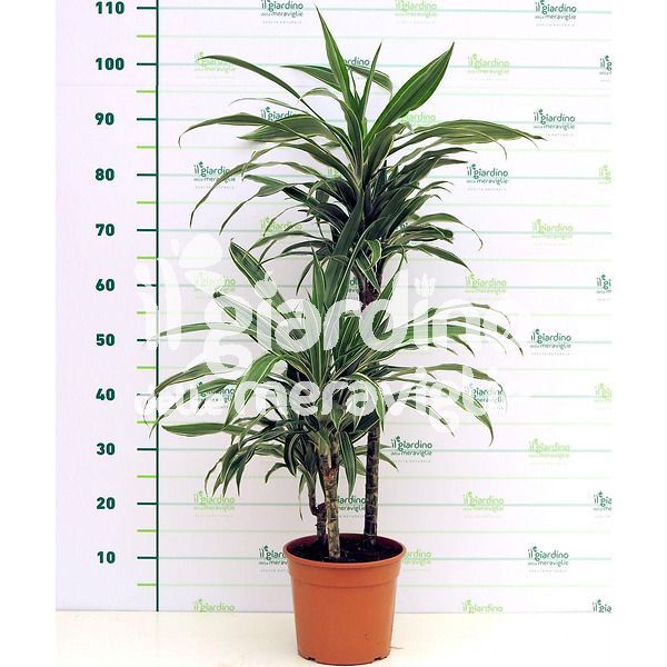 Dracaena Deremensis (Tronchetto della felicità)