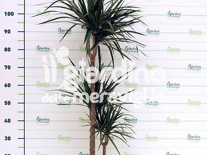 Dracaena Marginata (Tronchetto della felicità)