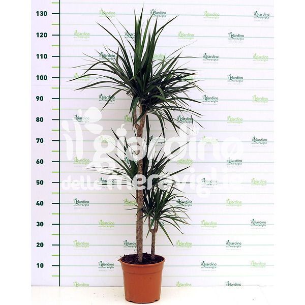 Dracaena Marginata (Tronchetto della felicità)