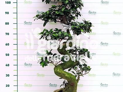 Bonsai
