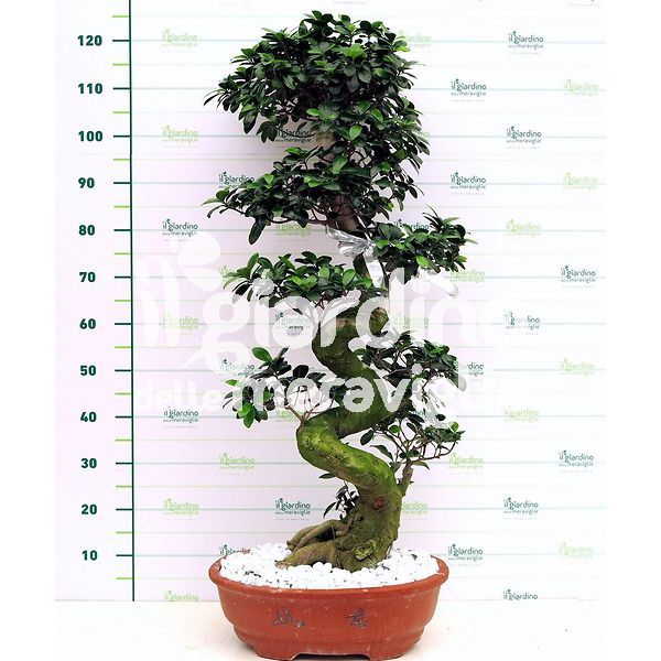 Bonsai