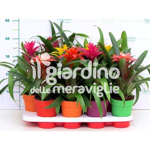 Guzmania, Bromelie