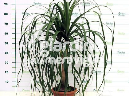 Beucarnea, Nolina, Mangia fumo