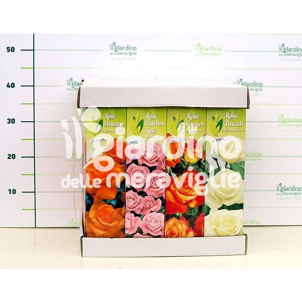 Rosai grandi fiori in confezione