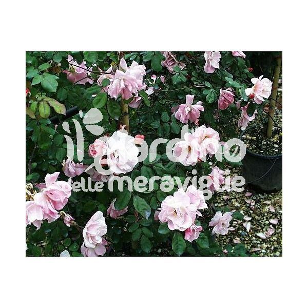 Rose rampicanti profumate