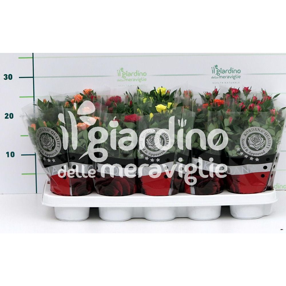 Rosellina
