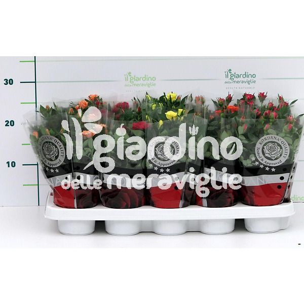 Rosellina