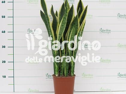 Sanseveria