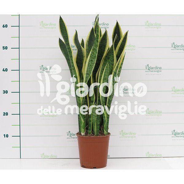 Sanseveria