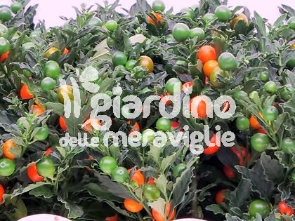 Solanum pseudocapsicum (ciliegia di gerusalemme)
