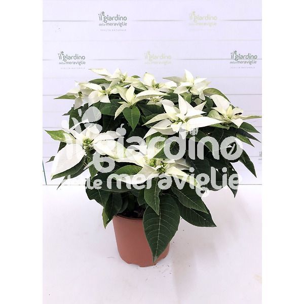 PRINCETTIA BIANCA