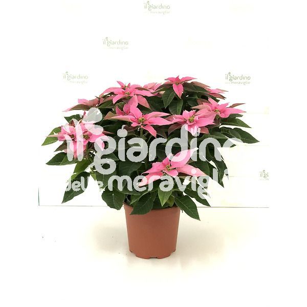 PRINCETTIA ROSA