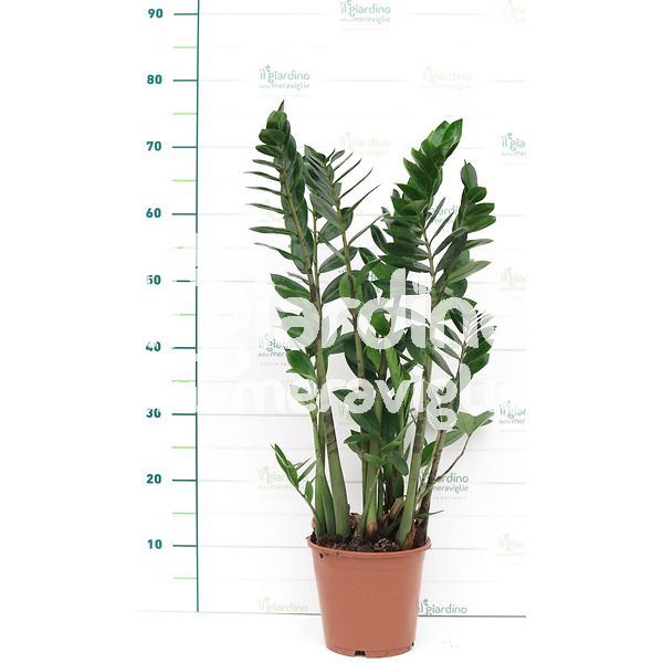 Zamioculcas, Zamia