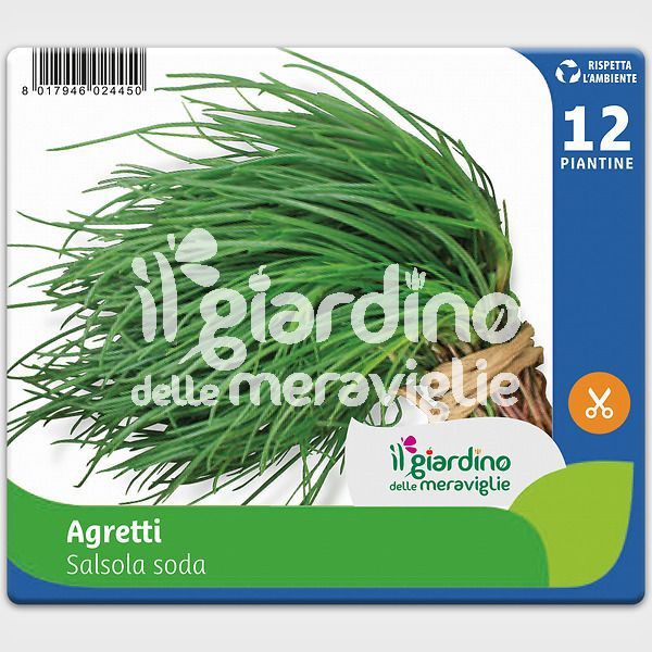 AGRETTI (SALSOLA SODA)