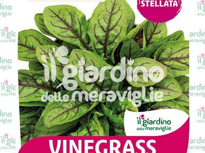 Vinegrass - Acetosa - Erba Brusca