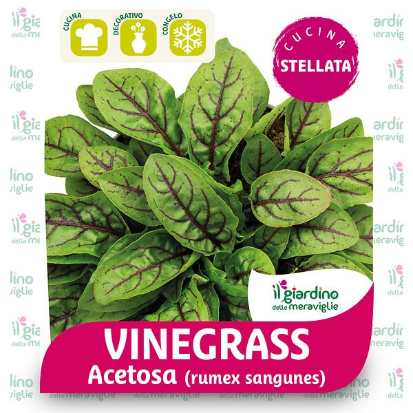 Vinegrass - Acetosa - Erba Brusca