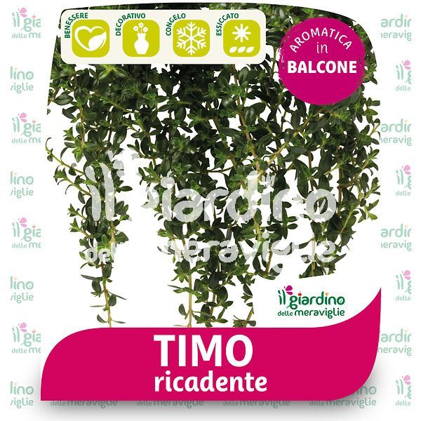 Timo ricadente o strisciante