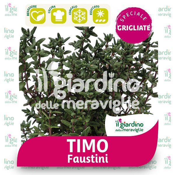 Timo Faustini