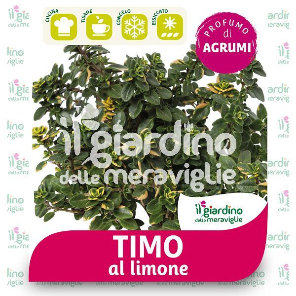 Timo limone