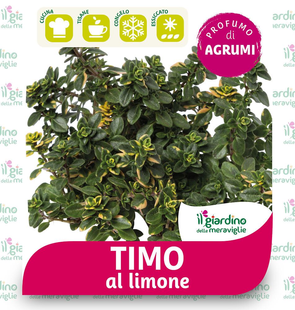 pianta di timo in vaso