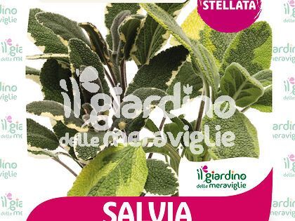 Salvia icterina e tricolor