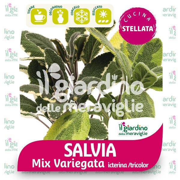 Salvia icterina e tricolor